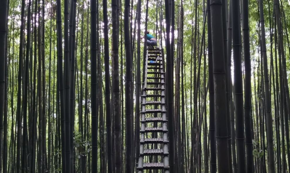 竹林别墅