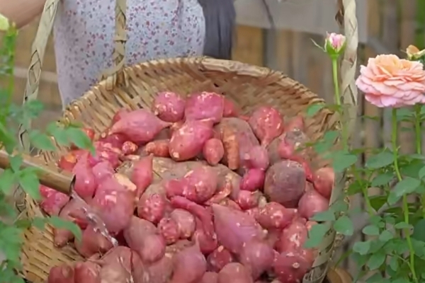 一个农民的副业：直播带货卖红薯过上小康生活