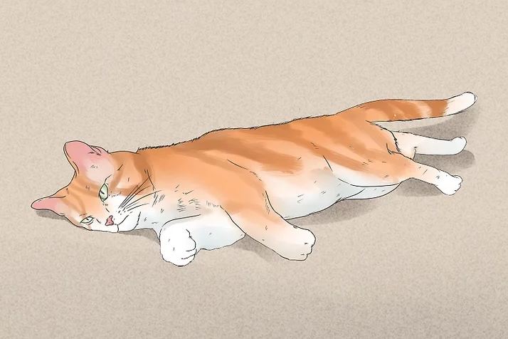 可爱的猫咪