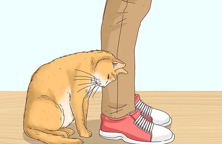 猫咪
